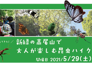 高尾ビジターセンター自然教室『新緑の高尾山で大人が楽しむ昆虫ハイク』